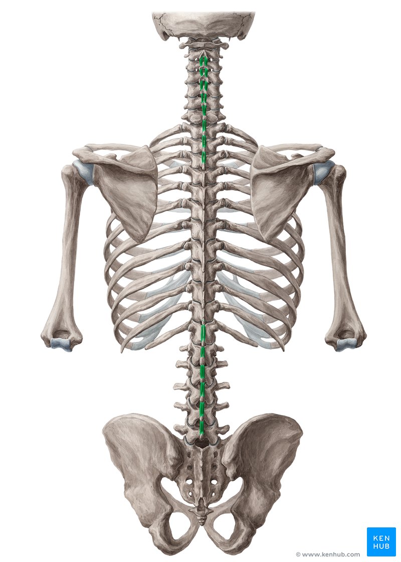 interspinales muscles