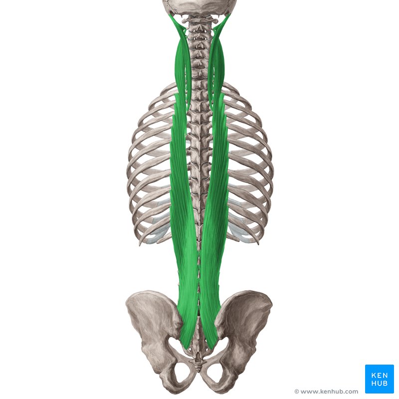 longissimus muscle