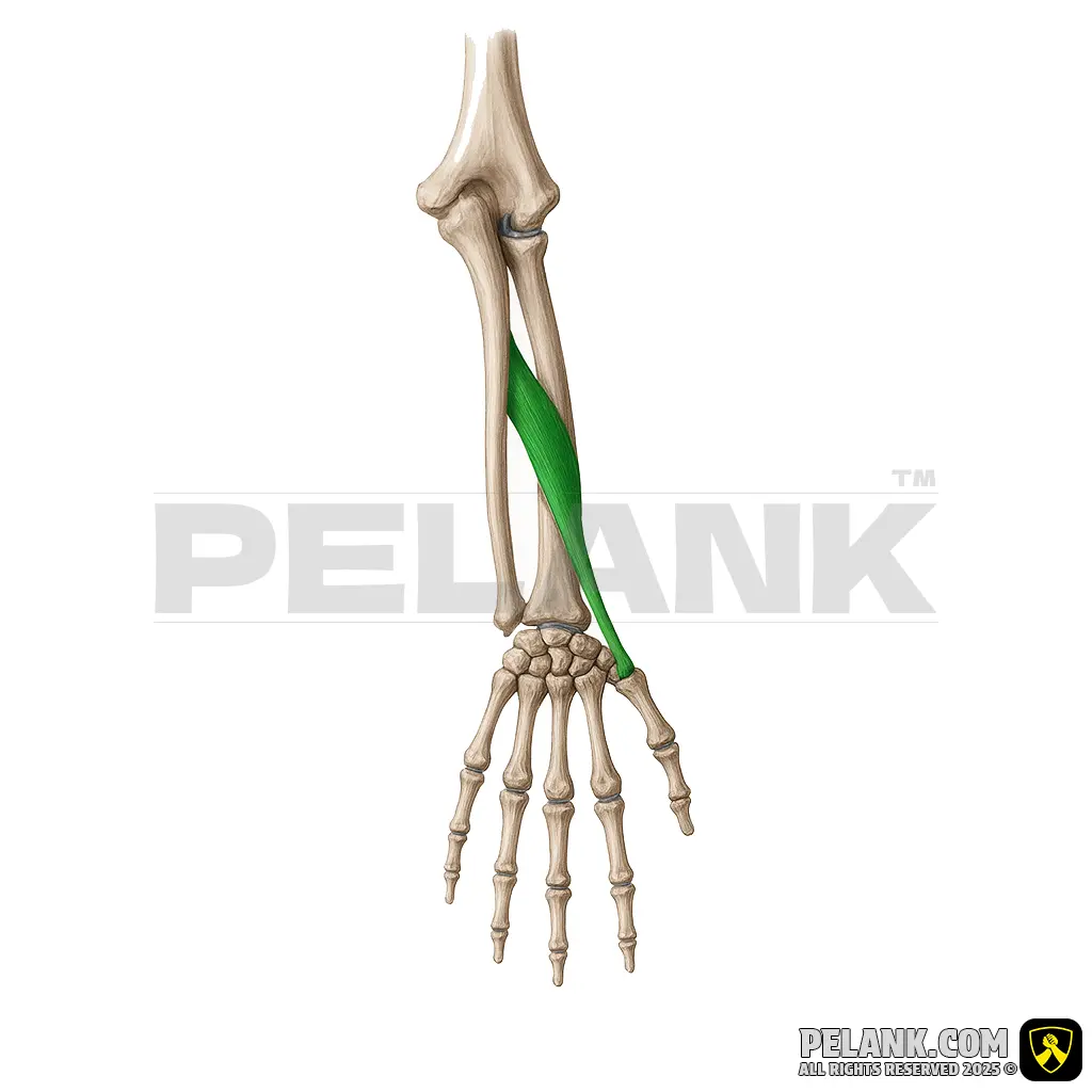 Abductor Pollicis Longus