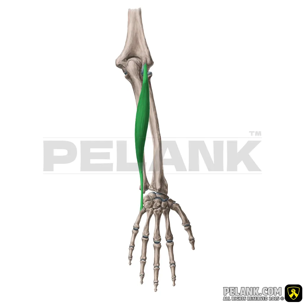 Extensor Carpi Ulnaris