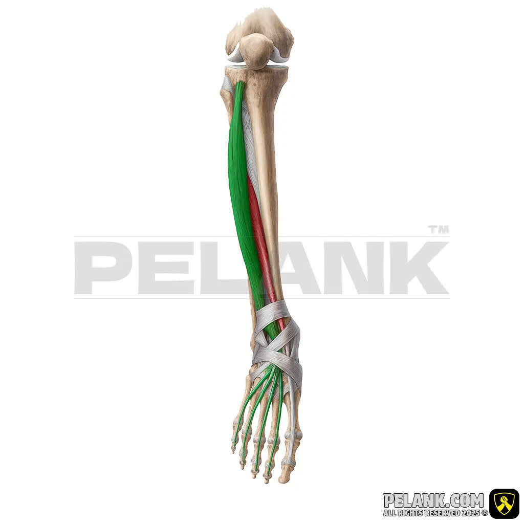 Extensor Digitorum Longus Muscle