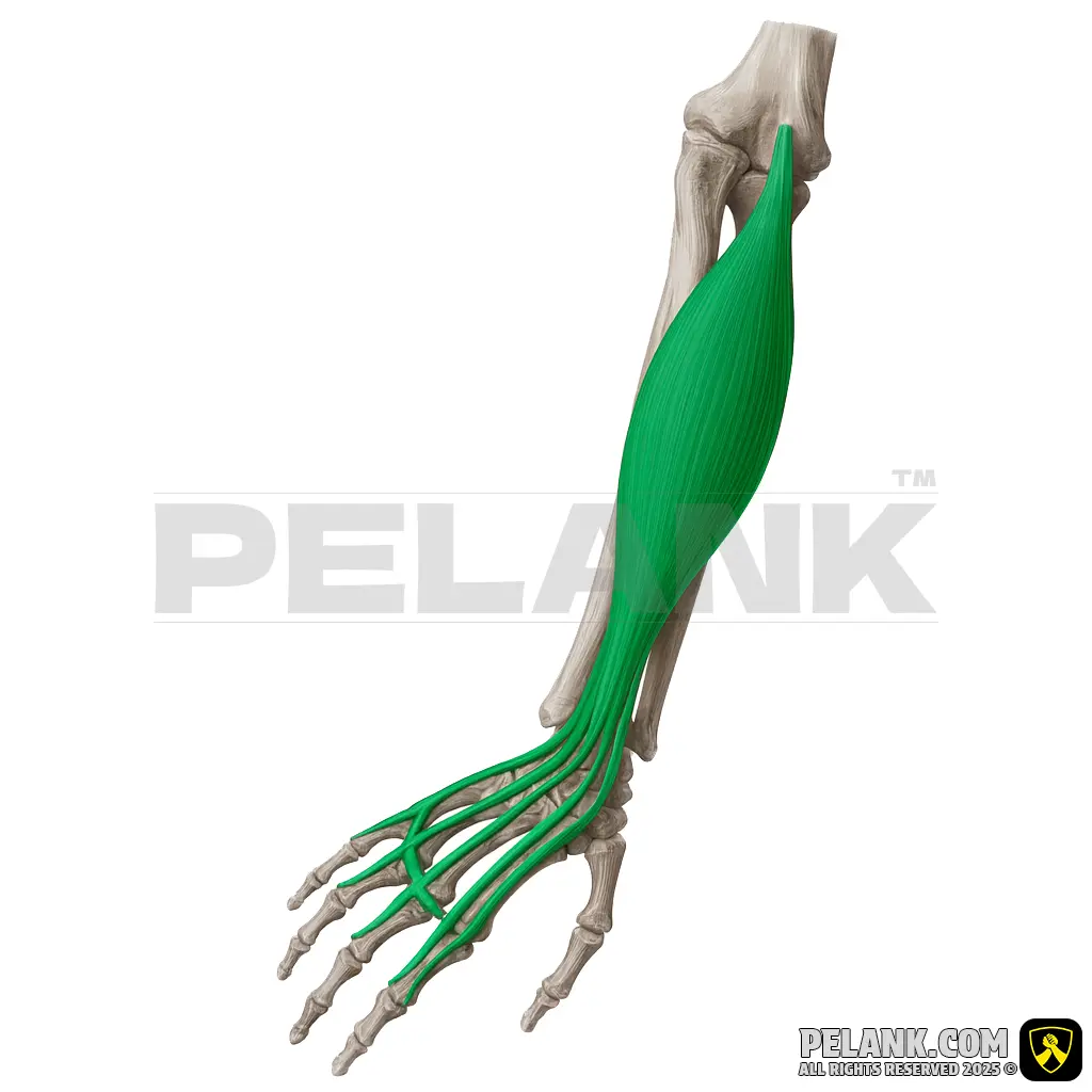 Extensor Digitorum