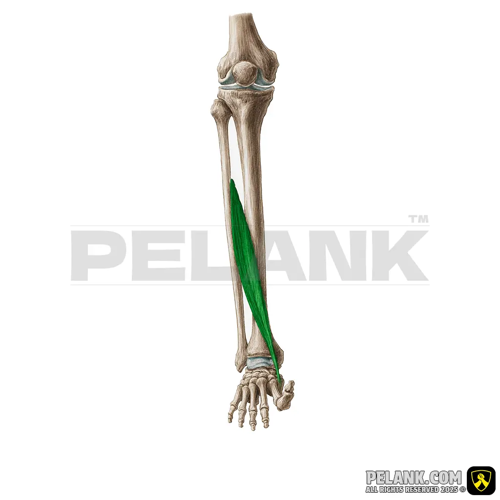 Extensor Hallucis Longus