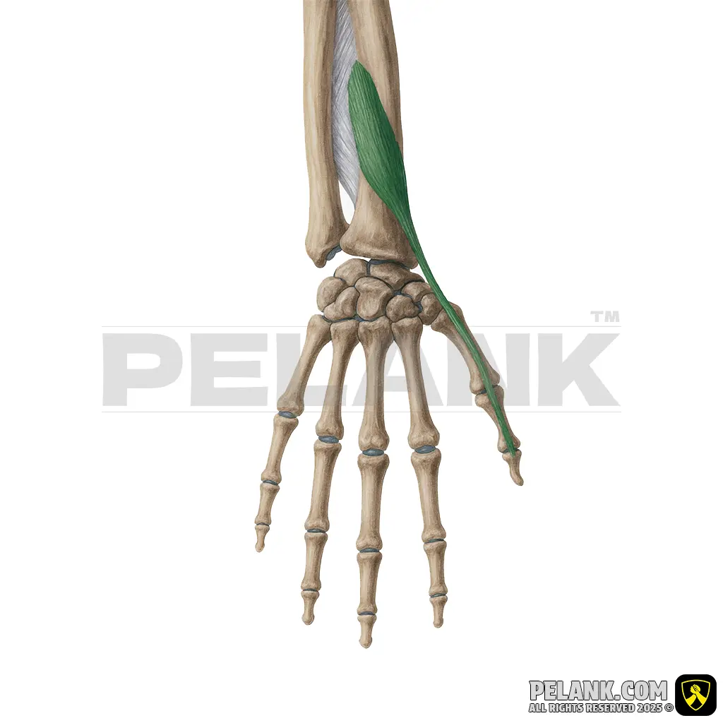 Extensor Pollicis Brevis