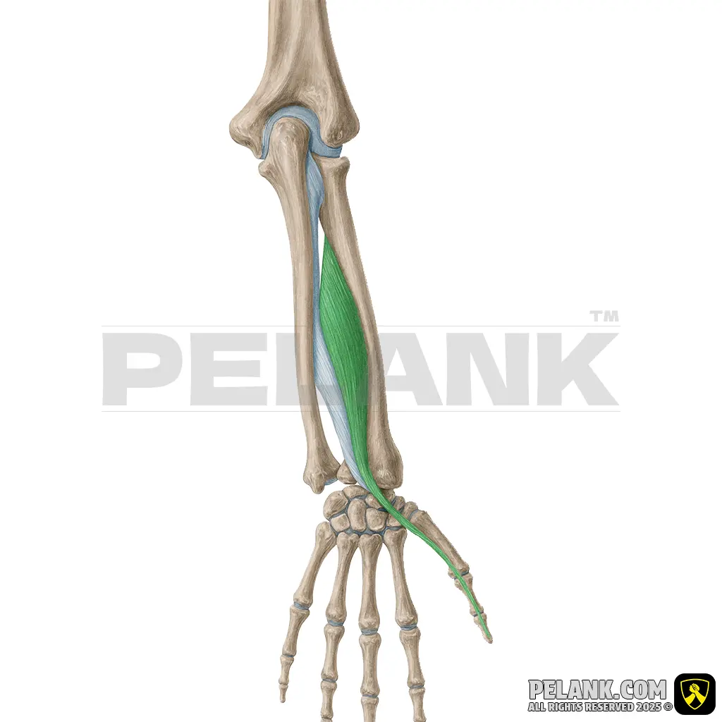 Extensor Pollicis Longus