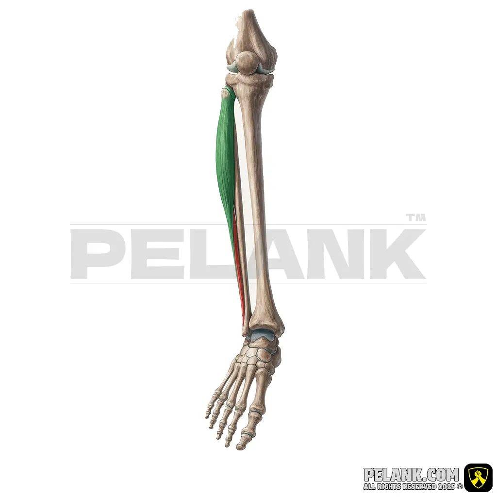 Fibularis Longus Muscle.