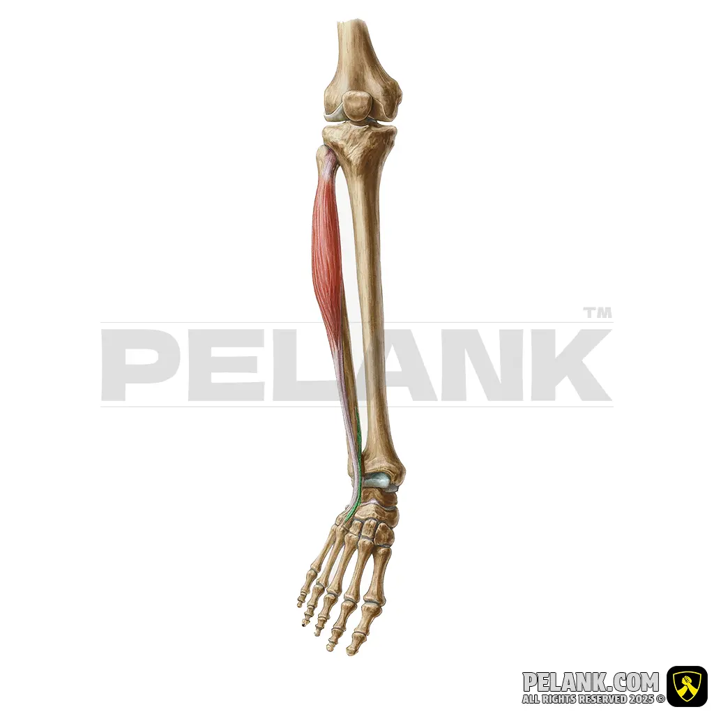 Fibularis Tertius Muscle