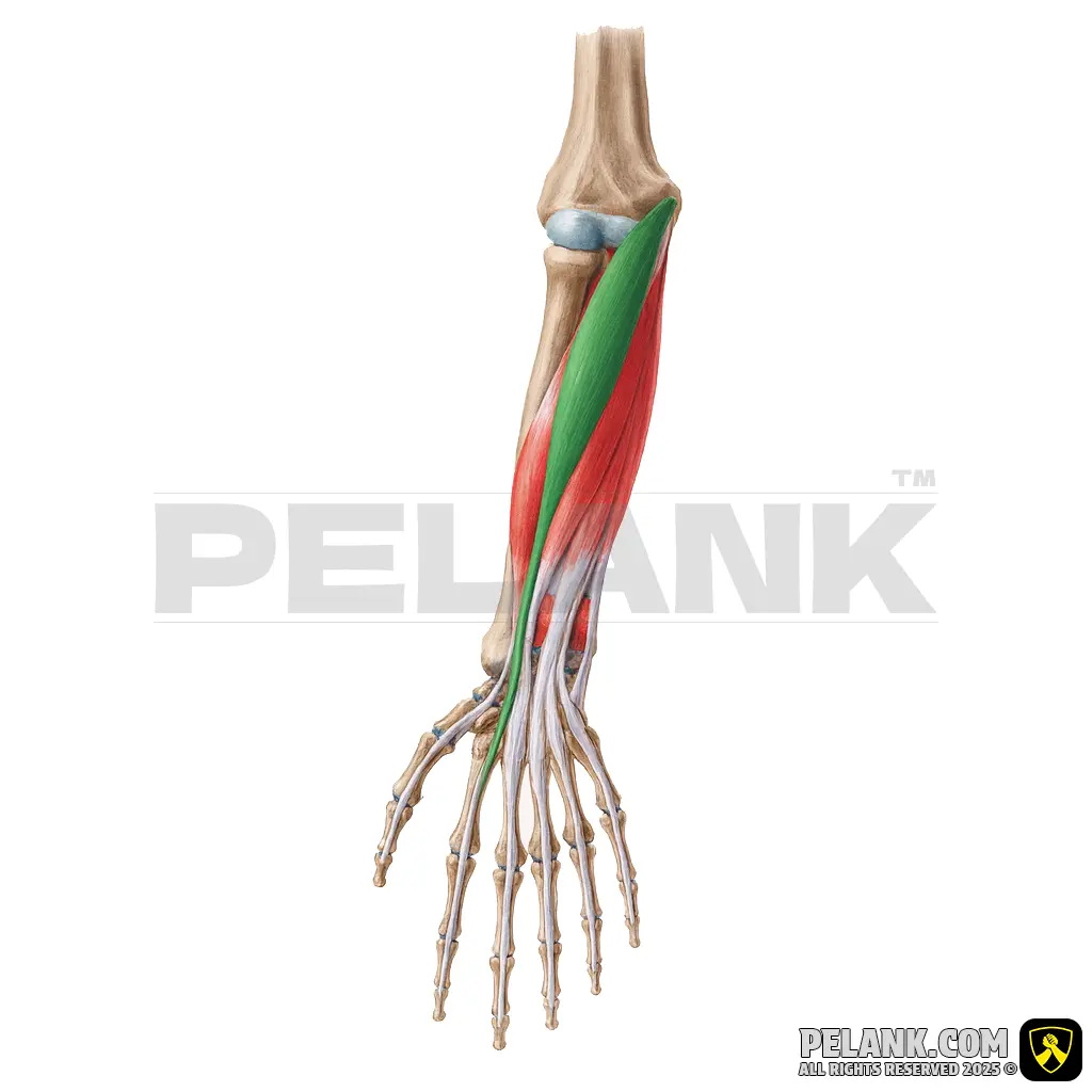 Flexor Carpi Radialis