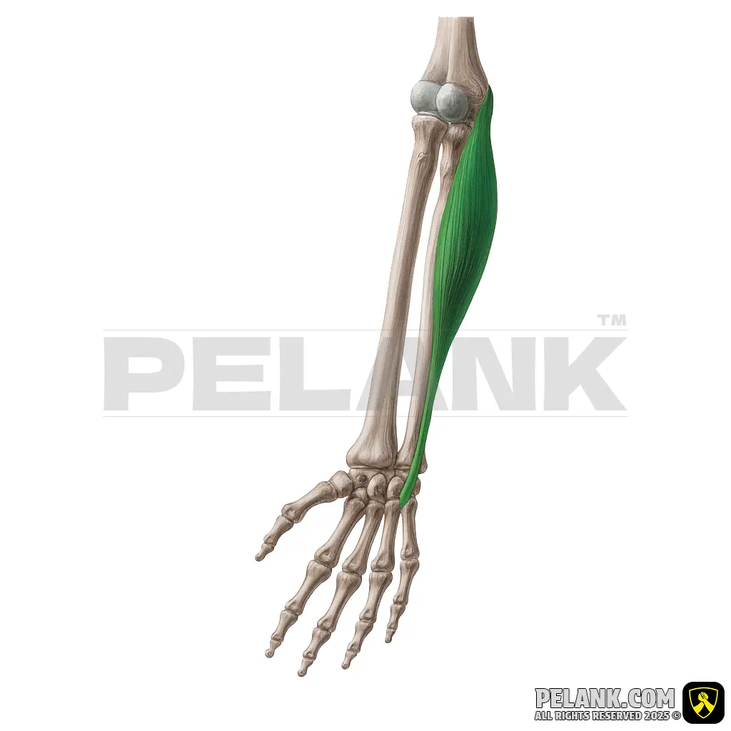 Flexor Carpi Ulnaris