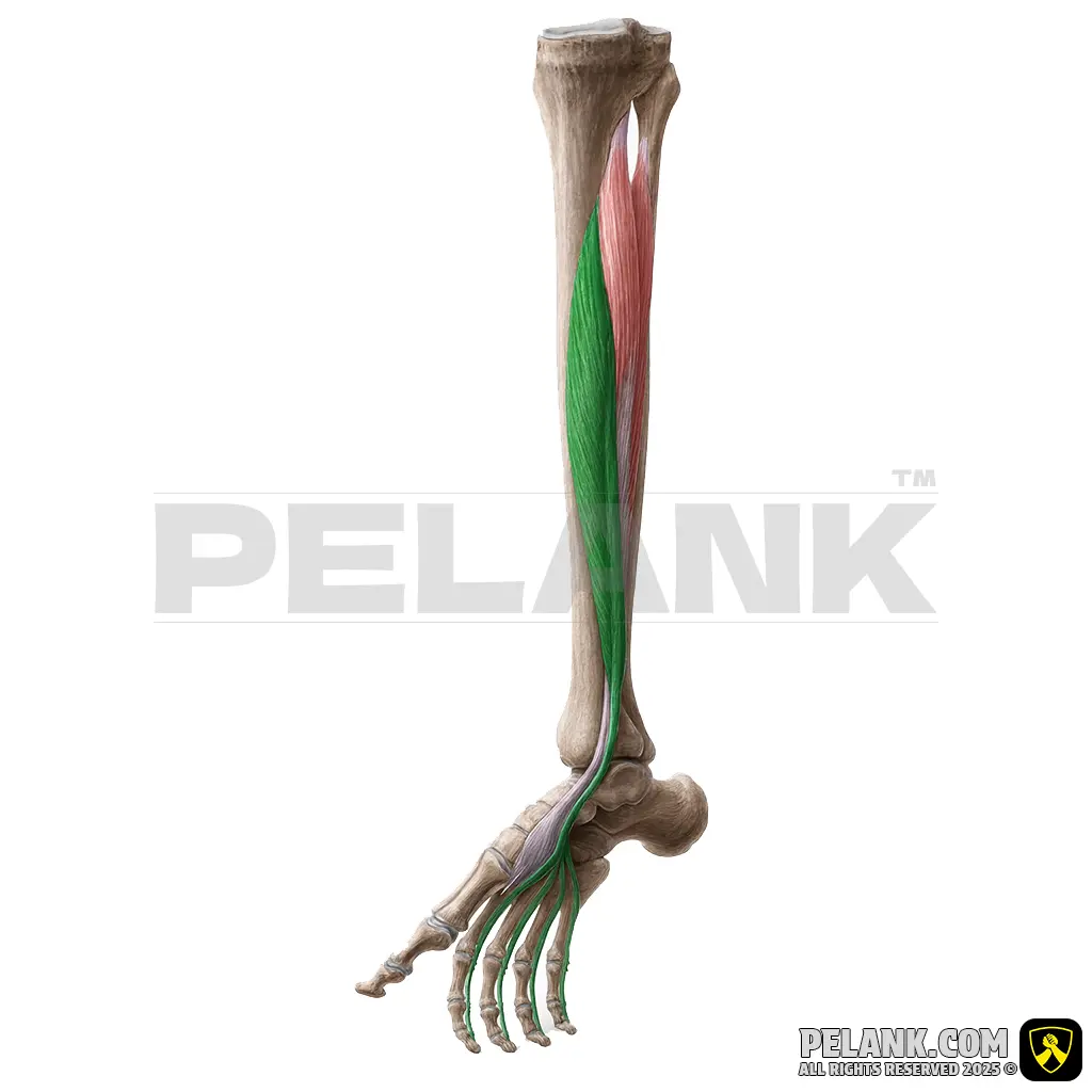 Flexor Digitorum Longus Muscle