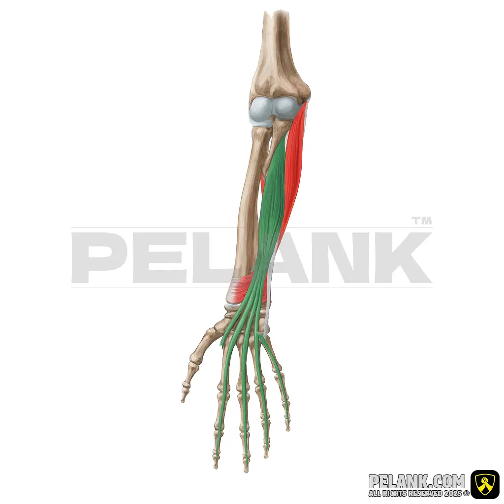 Flexor Digitorum Profundus