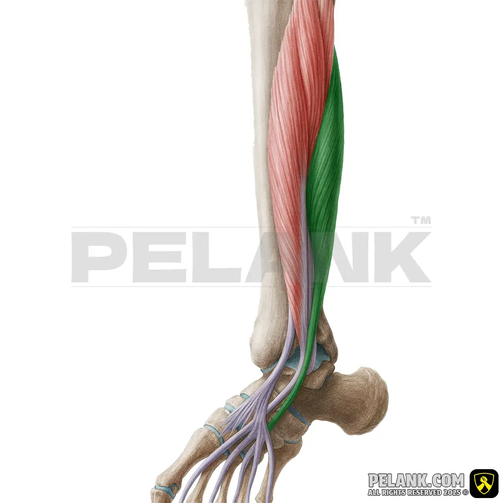 Flexor Hallucis Longus