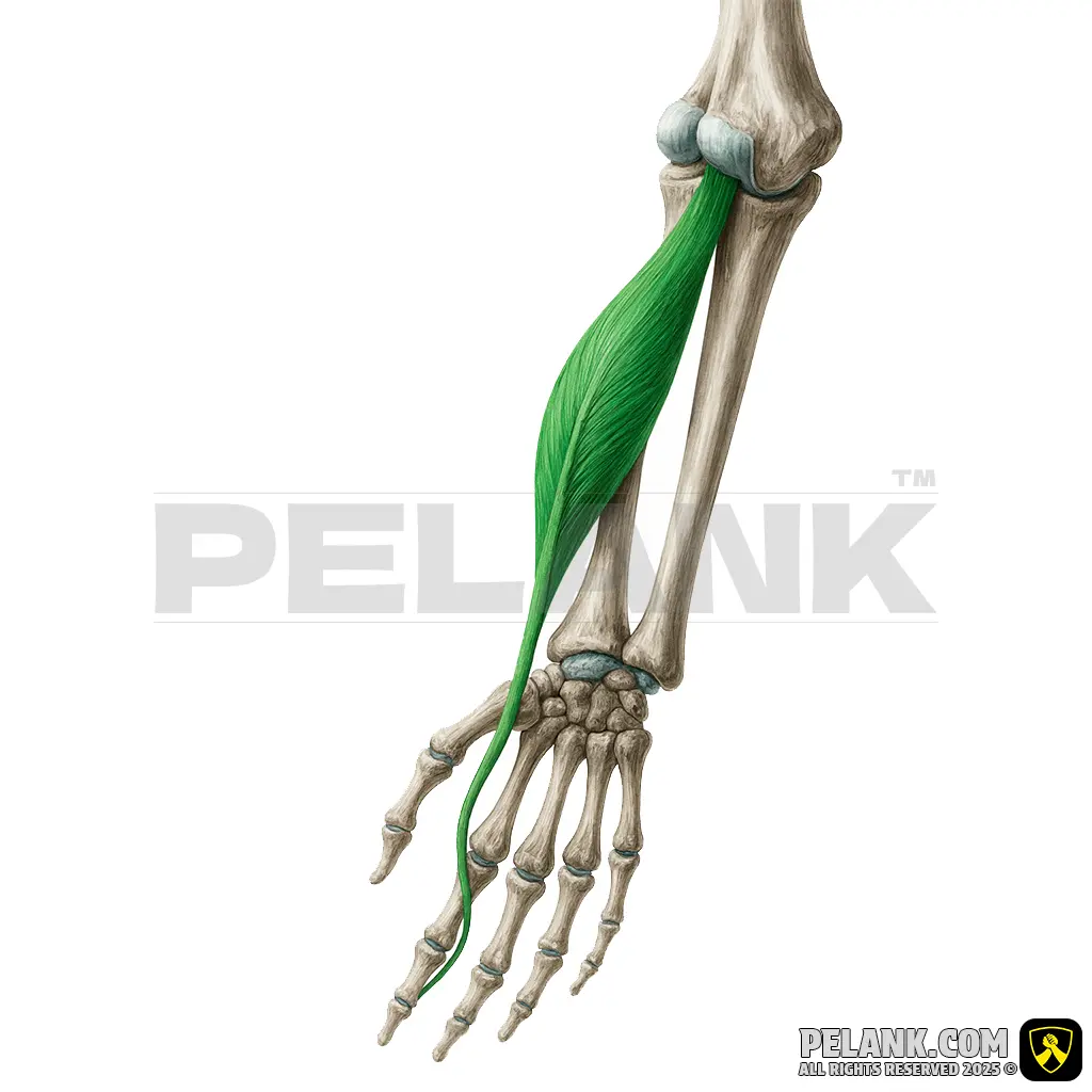 Flexor-Pollicis-Longus