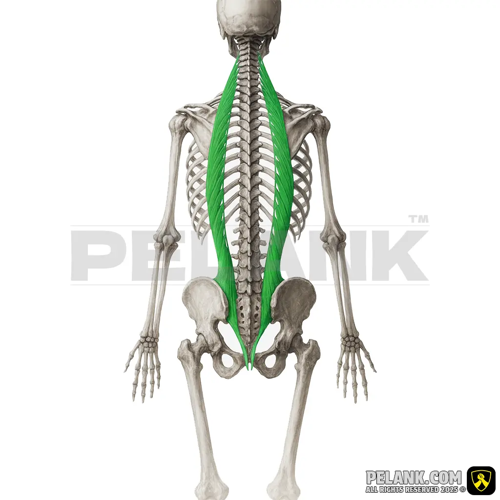 Iliocostalis Muscle