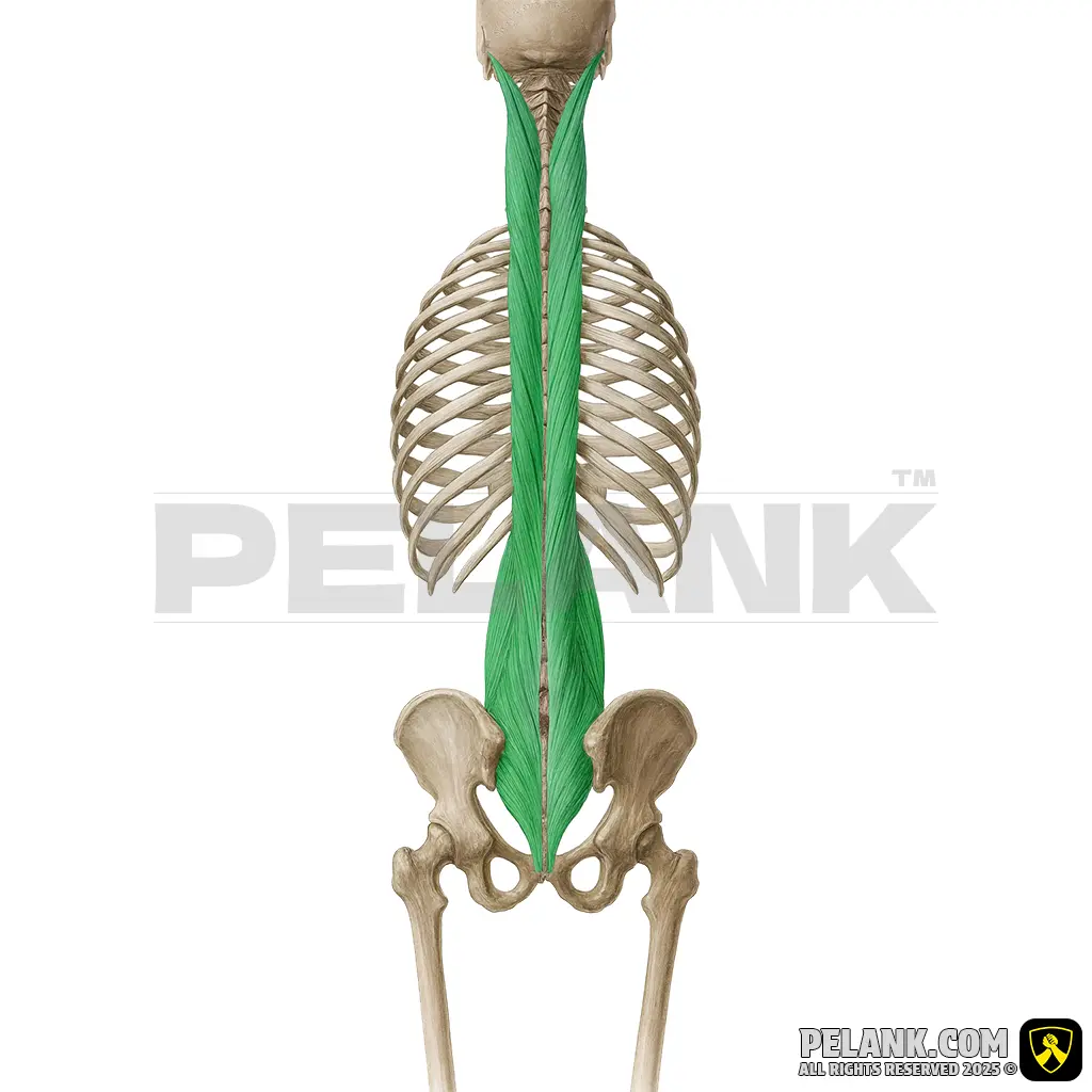 Longissimus Muscle