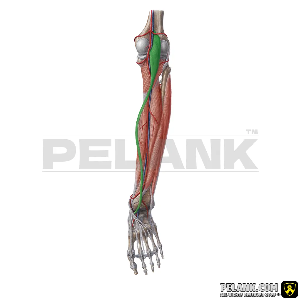 Plantaris Muscle