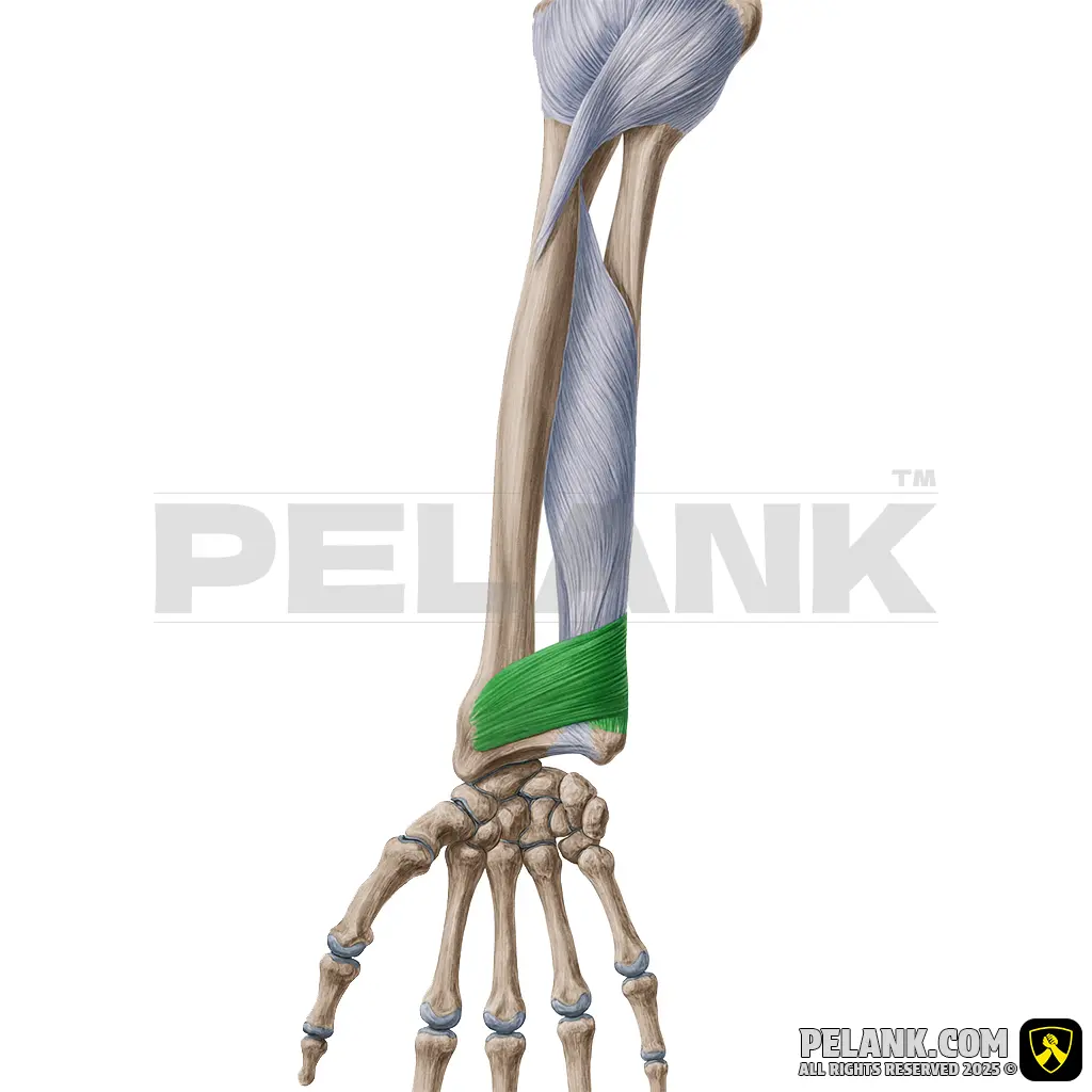 Pronator Quadratus