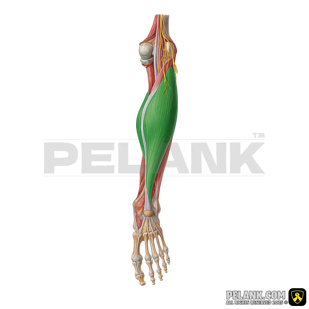 Soleus Muscle