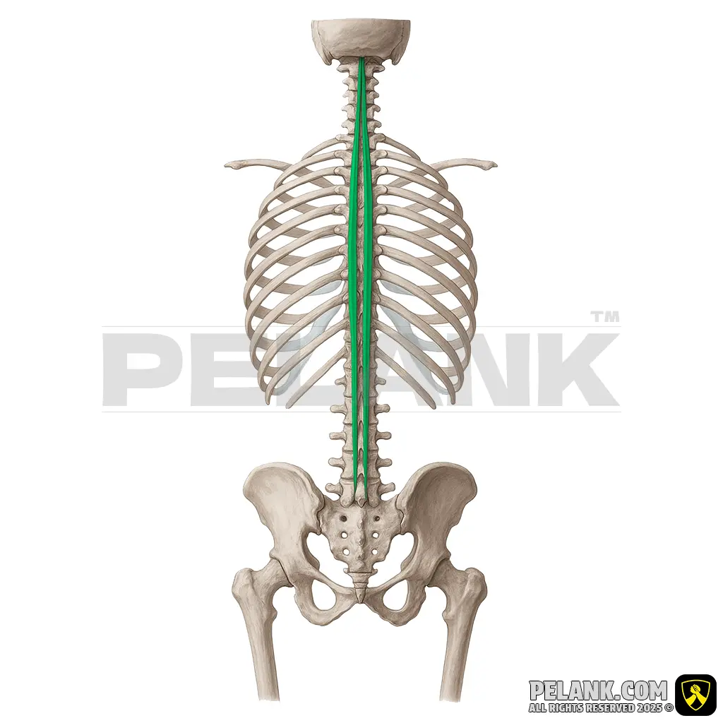 Spinalis Muscle
