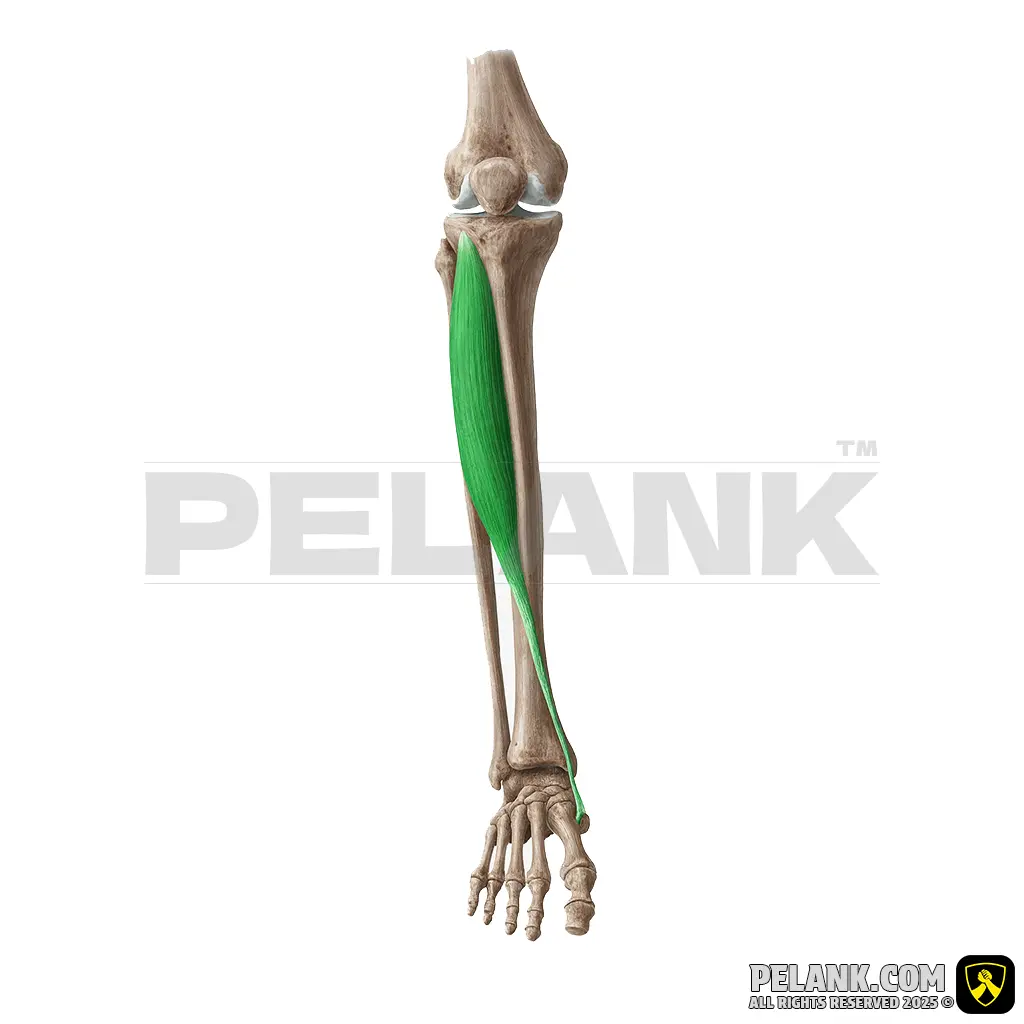 Tibialis Anterior