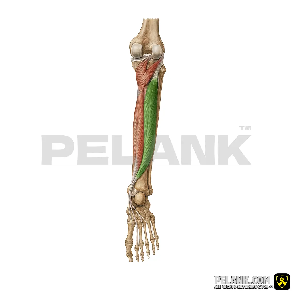Tibialis Posterior Muscle