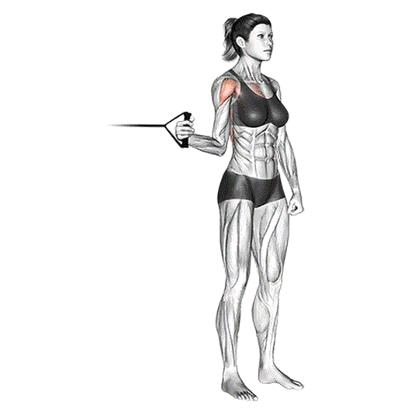 Cable Internal Shoulder Rotation
