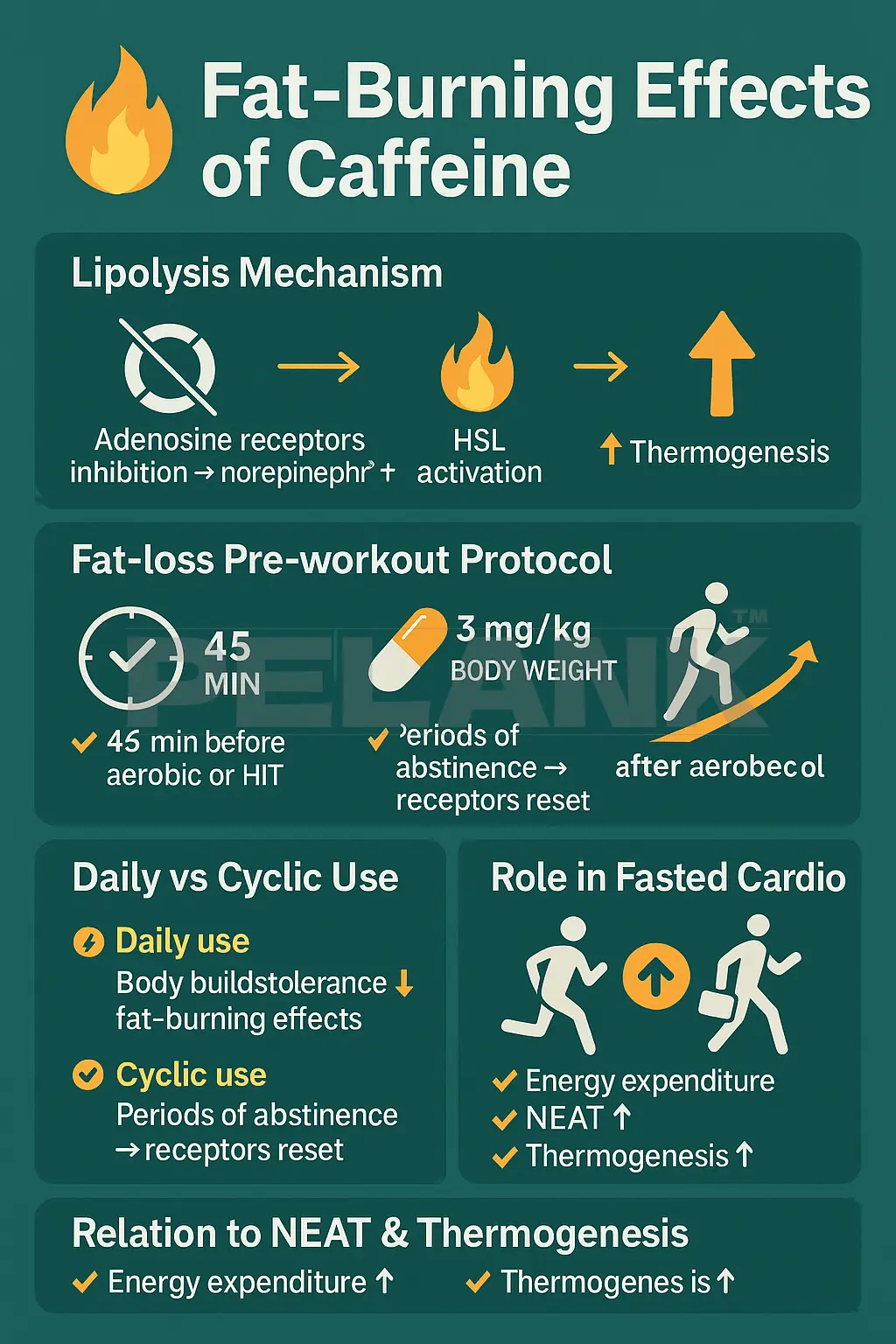 Fat Burning Effects of Caffeine