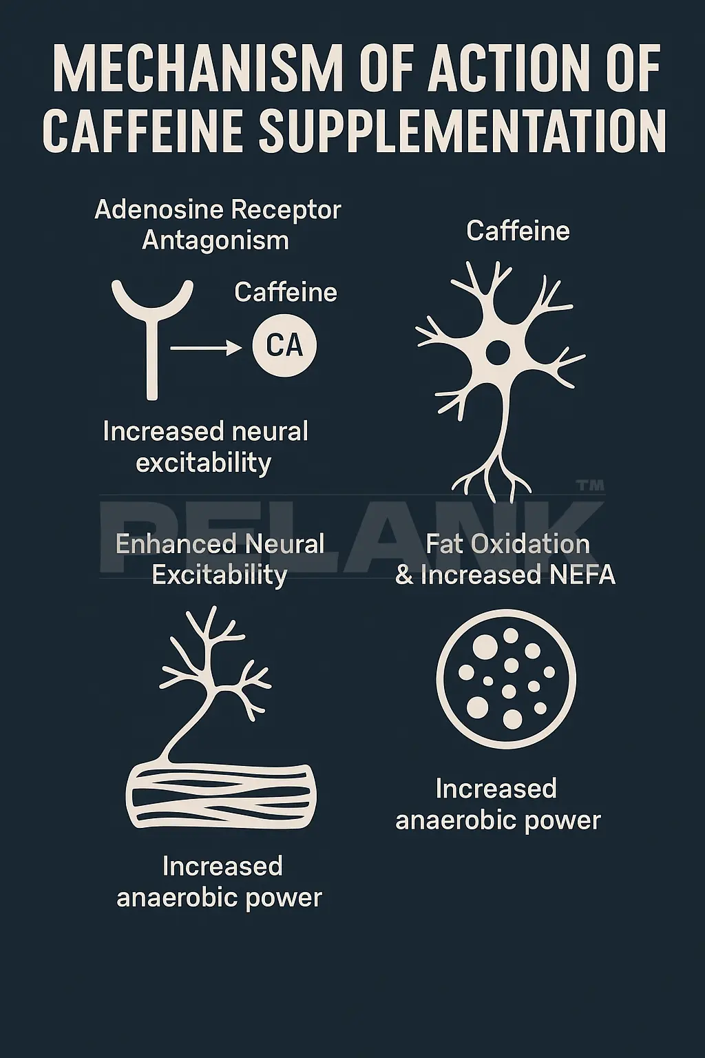 Mechanism of Action