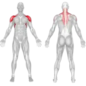Seated Dumbbell Shoulder Press 4 Muscles Involved in Shoulder Exercise