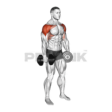 Dumbbell 4 Way Lateral Raise