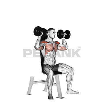 Seated Dumbbell Shoulder Press 1 Seated Dumbbell Shoulder Press