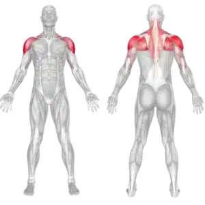Seated Rear Lateral Dumbbell Raise 4 Muscle Involvement
