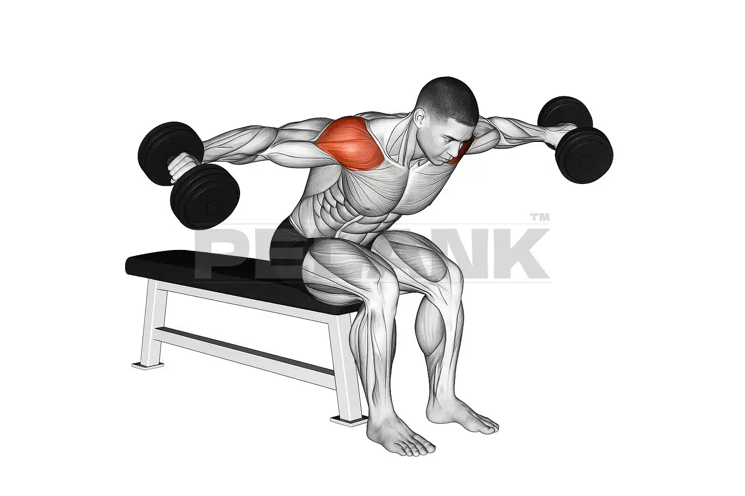 Seated Rear Lateral Dumbbell Raise 3 Seated Rear Lateral Dumbbell Raise