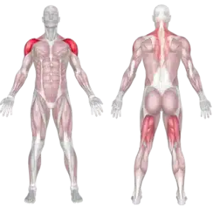 Muscles engaged in the barbell push press