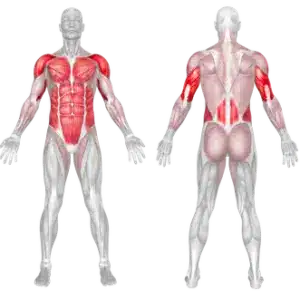 Kettlebell Renegade Row 3 Straddle Planche Muscles Worked